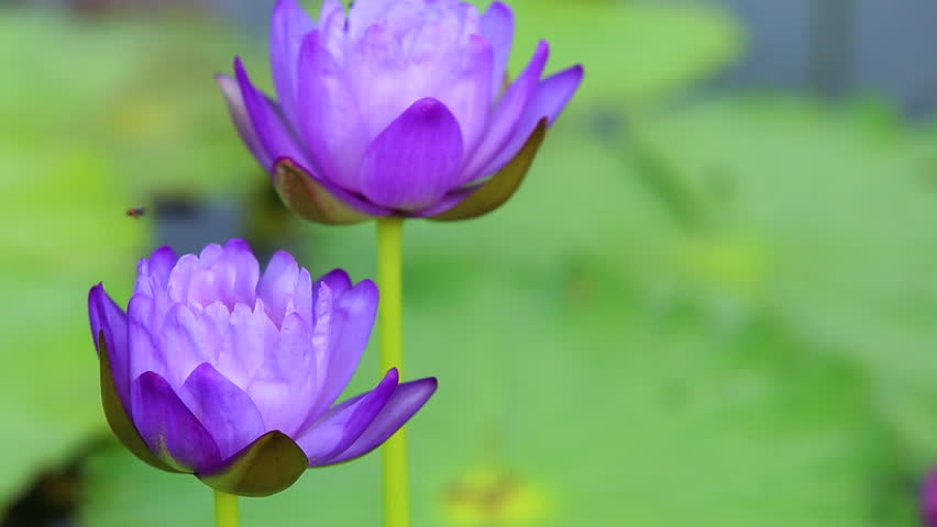 Brandi Gaines Blue Lotus Flowers Near Me / Blue Lotus The