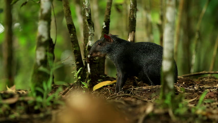 Central American agouti or guatusa, shot in the wild in Ecuadorian Amazonia.