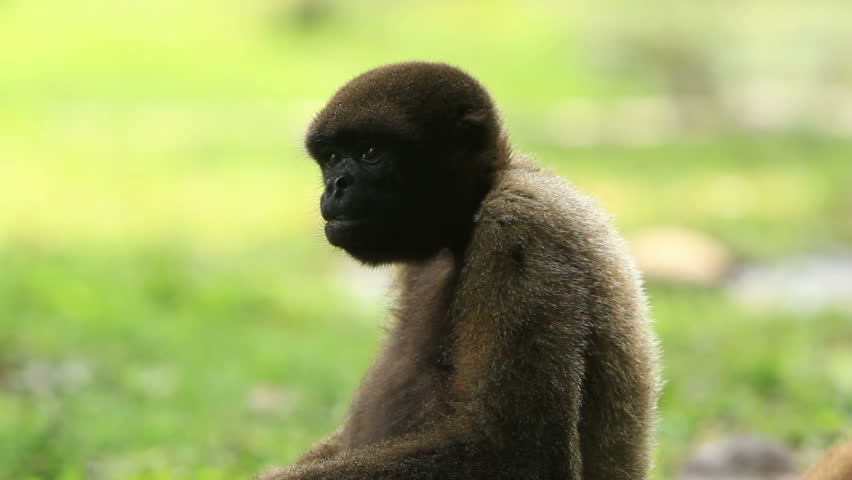 woolly monkey looking  around , Ecuadorian Amazonia