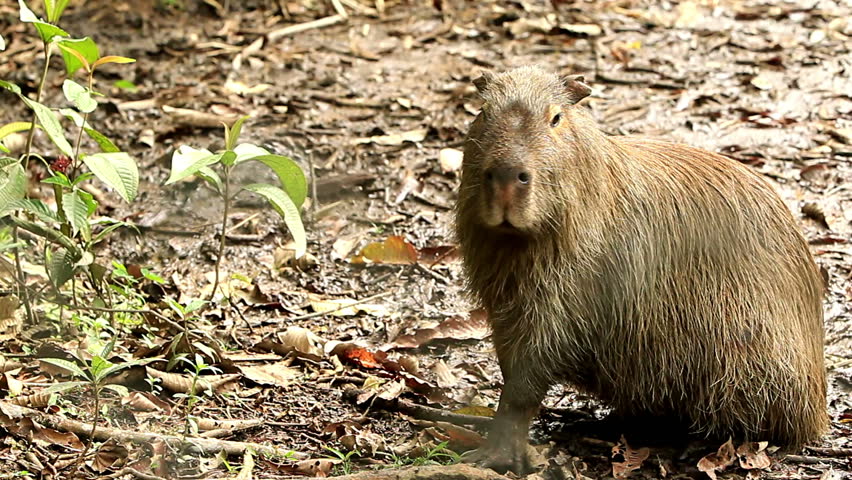 capybara,hydrochoerus hydrochaeris,the largest extant rodent in the world, shoot