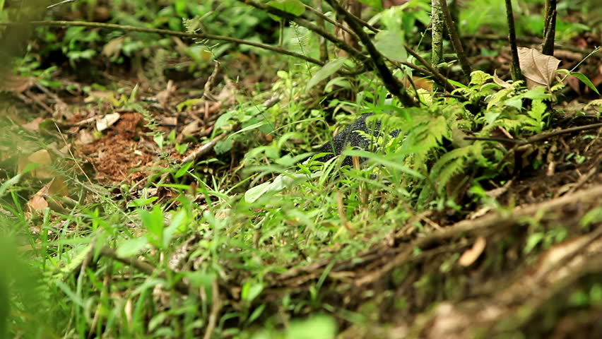 Central American agouti or guatusa, shot in the wild in Ecuadorian Amazonia.