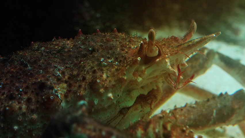 The Japanese spider crab is the largest living crab species