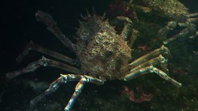 The Japanese spider crab is the largest living crab species