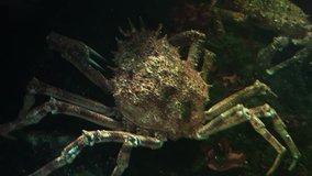 The Japanese spider crab is the largest living crab species