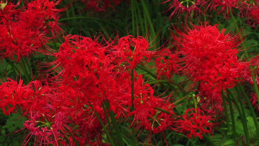 Red Spider Lily In The Stock Footage Video 100 Royalty Free Shutterstock