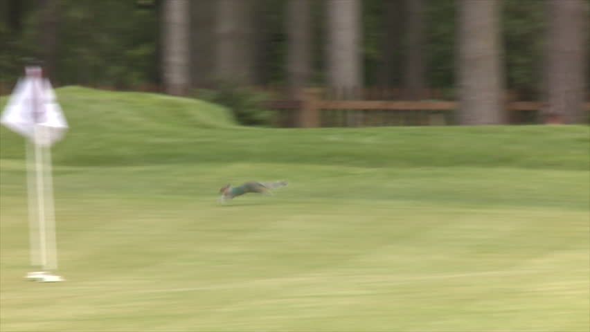 Squirrel runs across a golf practice green