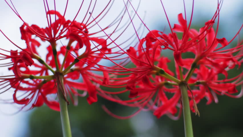 Red Spider Lily Close Up Stock Footage Video 100 Royalty Free Shutterstock