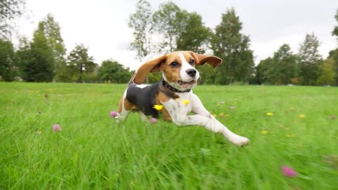 Cute and funny beagle puppy run by grass field, chase moving camera, slow motion shot. Young dog happy rush after, long ears fly in air, look straight to camera.