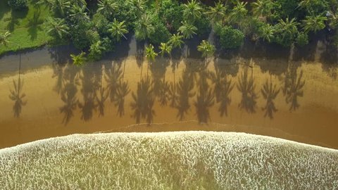 AERIAL TOP DOWN: Gorgeous lush green palm tree canopies growing in dense jungle forest on beautiful exotic beach. Small gentle foamy ocean waves washing brown sand on dreamy sunny Bali island seashore