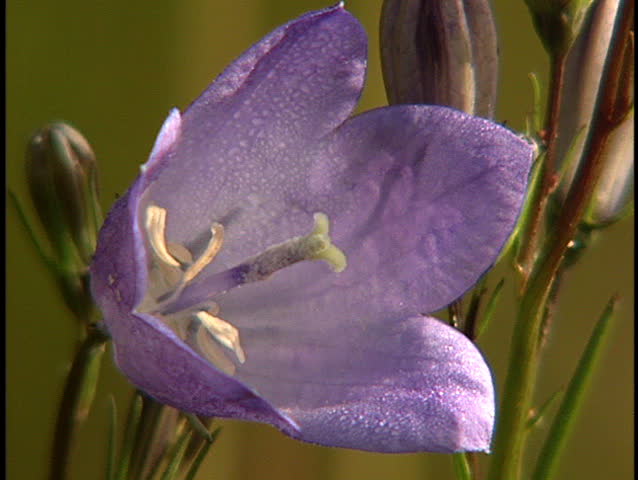 Extreme close up of Blue Bell Wildflower in an alpine meadow