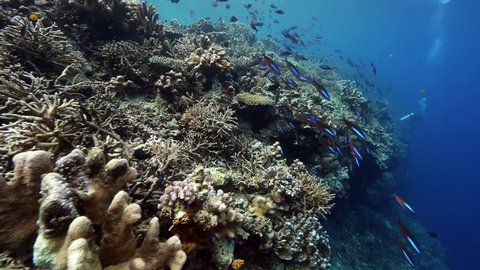 Beautiful coral gardens alive with reef fish at Kakaban Island, Kalimantan
