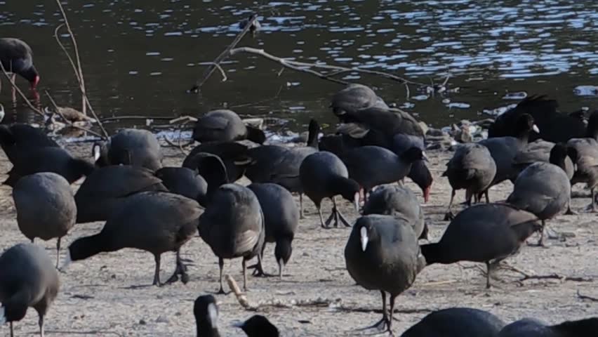 The group of Eurasian Coot blackbirds, relaxing near the river in Australia, medium-sized water birds that are members of the rail family, Rallidae. They constitute the genus Fulica.