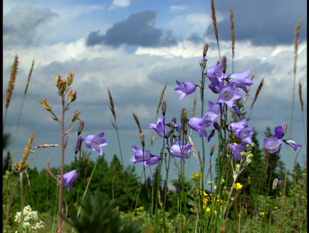 Small bunch of Blue Bell wildflowers in  alpine meadow
