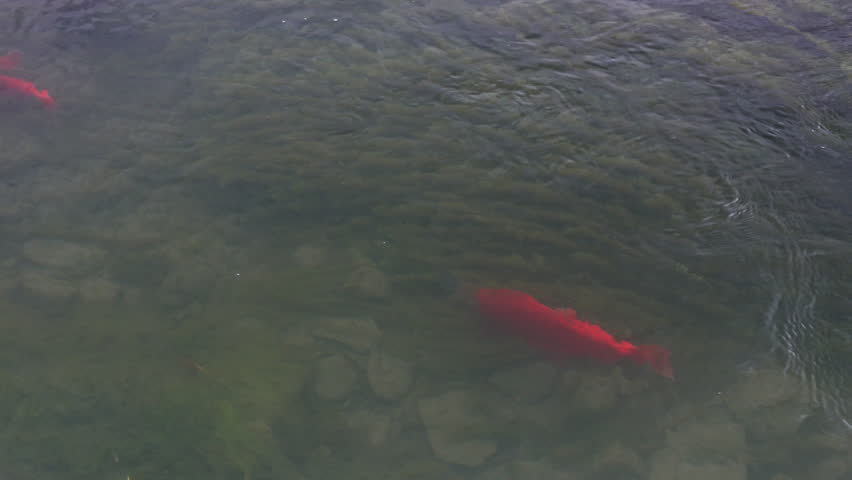 Spawning Kokanee Salmon school swimming around in rocky bottom stream