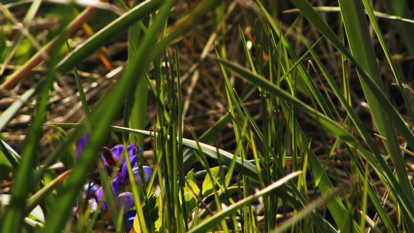 Close-up of grass waving with pea flower in sunlight.
