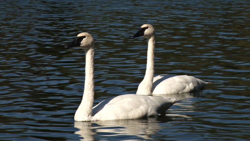 A pair of graceful, inquisitive swans.