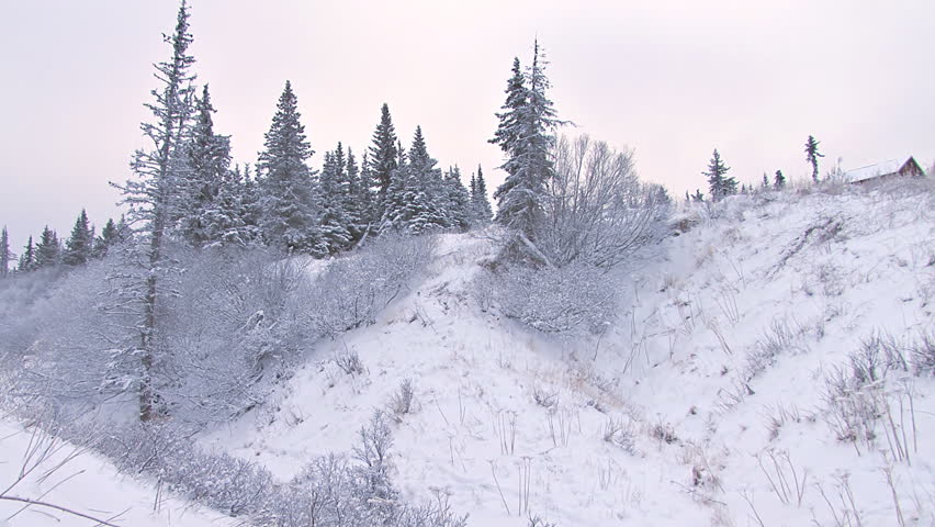 A standing dead spruce tree being felled in a ravine during winter.