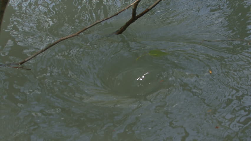 Close-up of a terrible whirlpool in an Alaskan forest river floodplain during