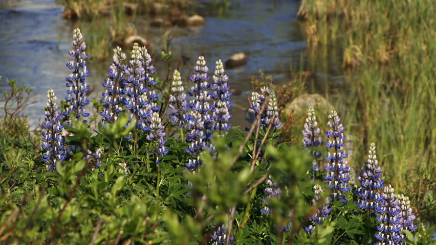 Close-up of purple-blue lupine blooms in Alaska, with a flowing brook in the