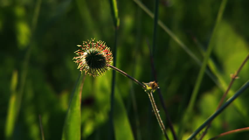 A single seedpod in a lush green flower meadow, slight movement from a