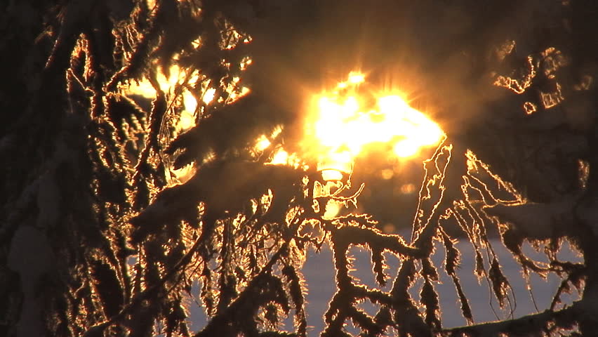 Setting sun glowing golden through snow-encrusted moss hanging from the twigs