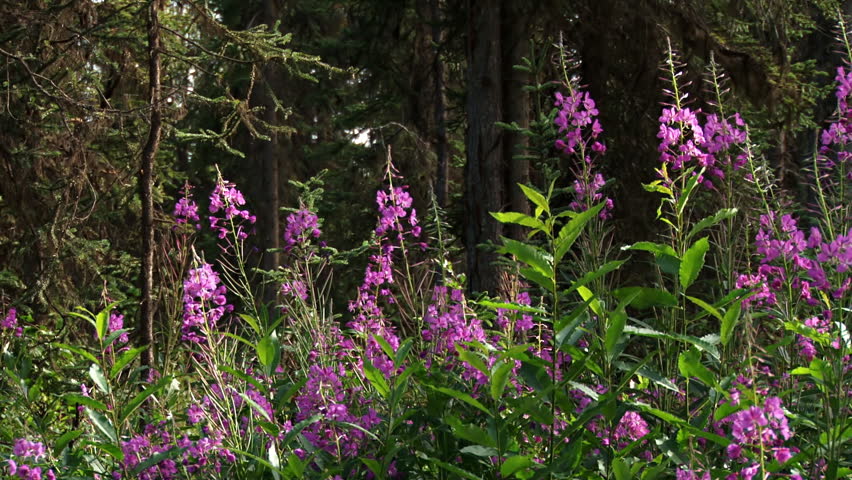 Sunlit Fireweed Blooms with Bees in Spruce Forest