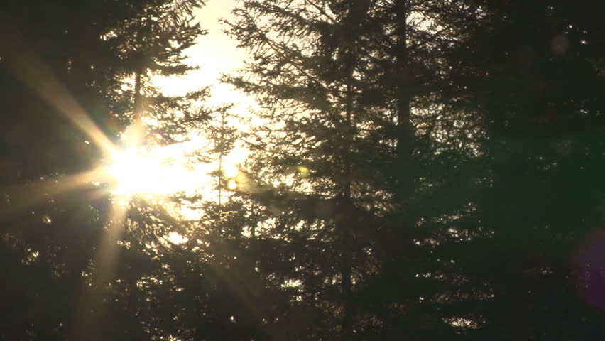 The sun shines through wind-ravaged spruce forest.