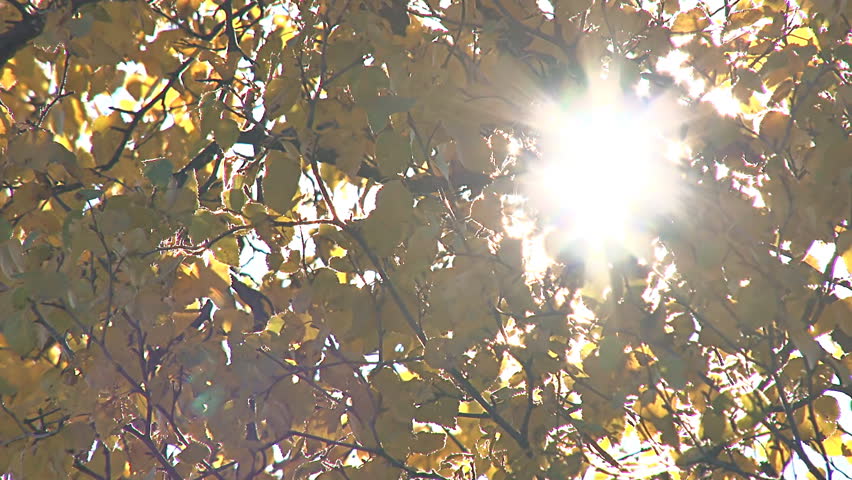 Dazzling autumn sun shines through leaves and branches.