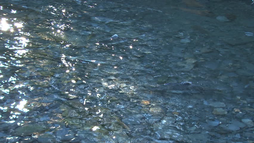 Steelhead in Clear Pool of Sparkling Water