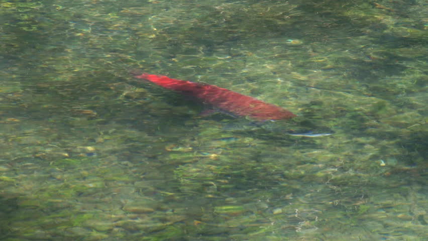 A lone sockeye swims in dappled sunlight ripping water, passes by a smaller chum