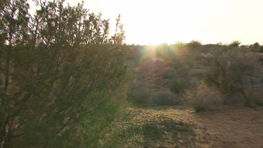 Glidecam walkabout in the Sonoran desert (Arizona) at sunset, by and around a