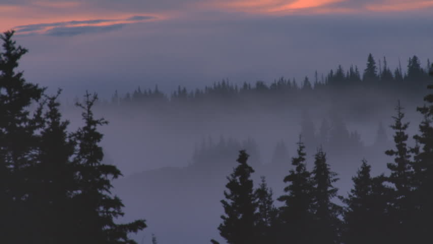 Spooky Dark Mist Forest