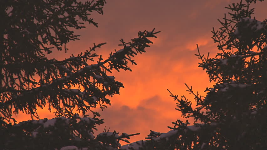 Deep colors of a darkening sunset as seen through the waving boughs of spruce