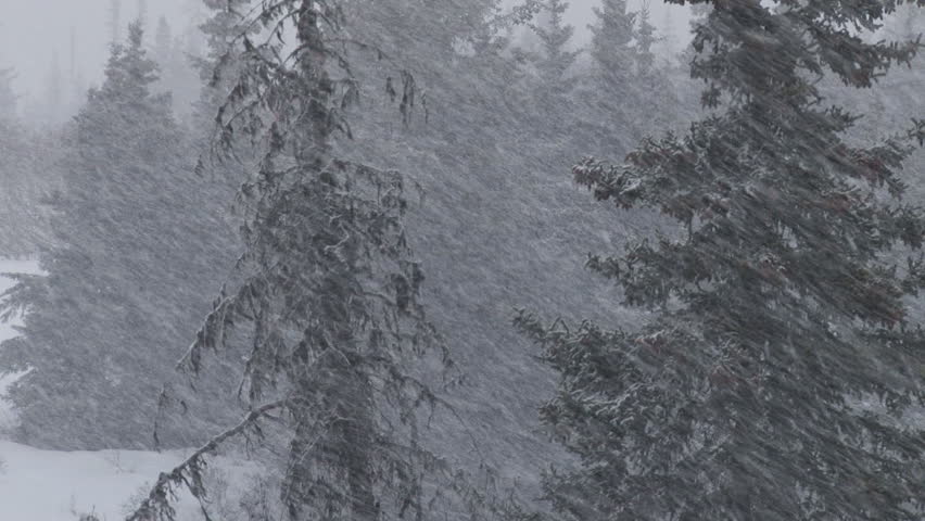 Heavy, wet snow falls as a blizzard in spruce forest