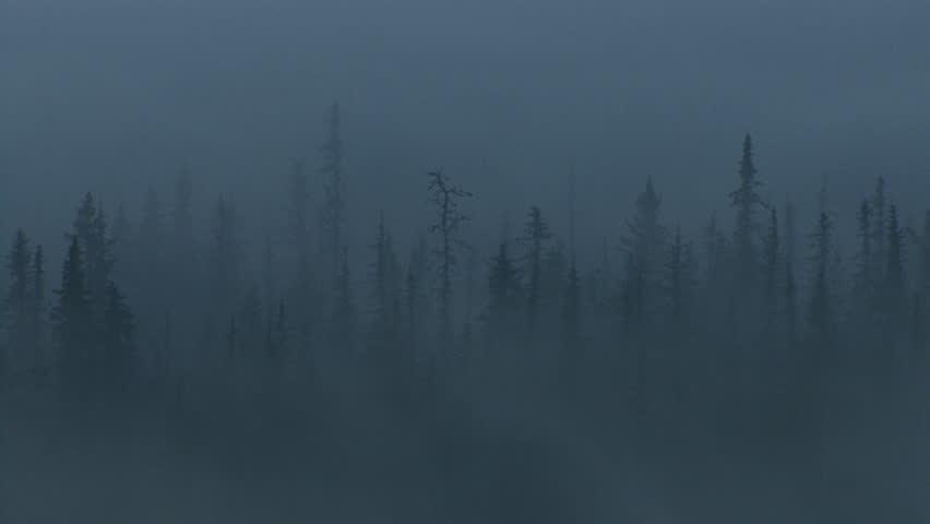 Dense misty cloud/fog in Alaskan forest.