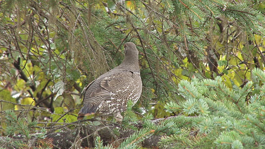 Spruce grouse in a tree, alert to movement beyond.