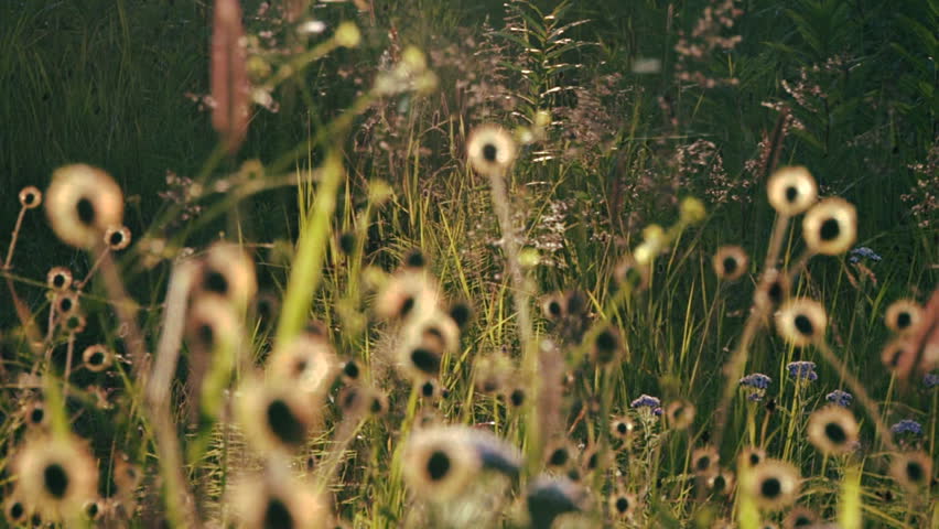 Late summer dreamy grassland meadow in Alaska, pan/reverse zoom/focus pull from