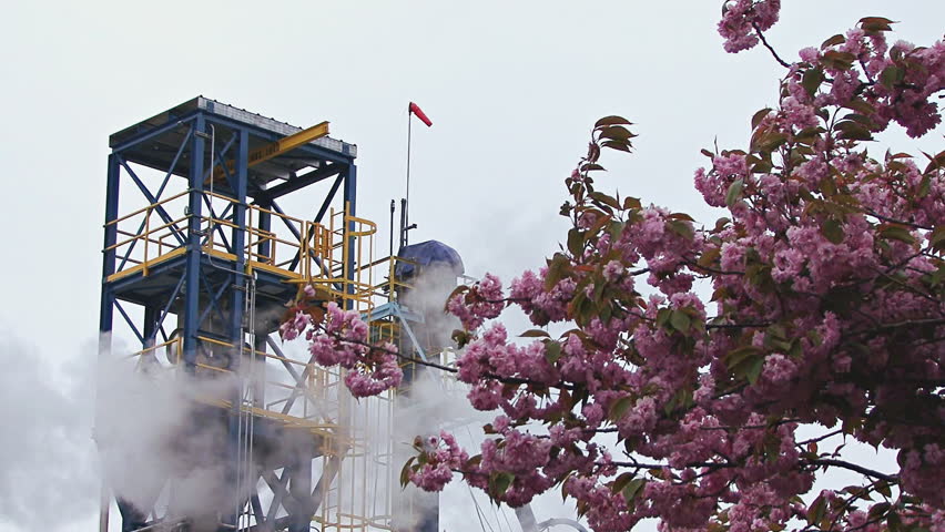 Steam from a refinery/factory moves through the shot of a purple flowering tree