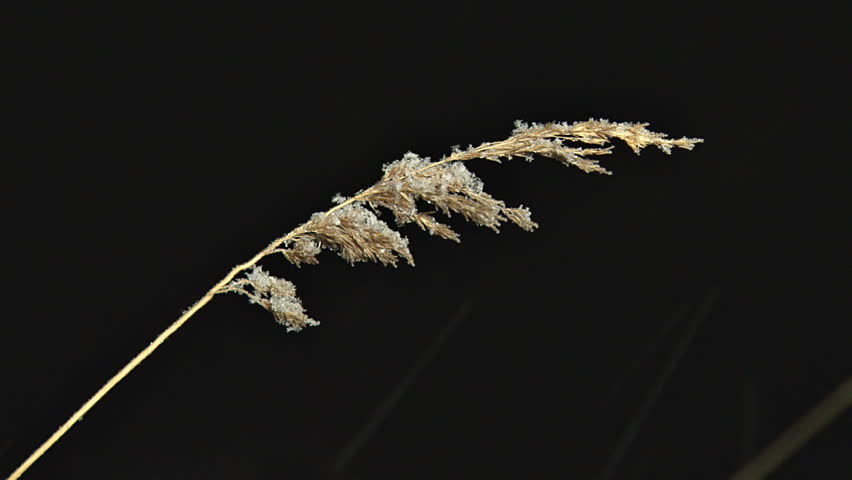 A solitary tassel of grass in the breeze, anointed by fluffy snowflakes. Focus