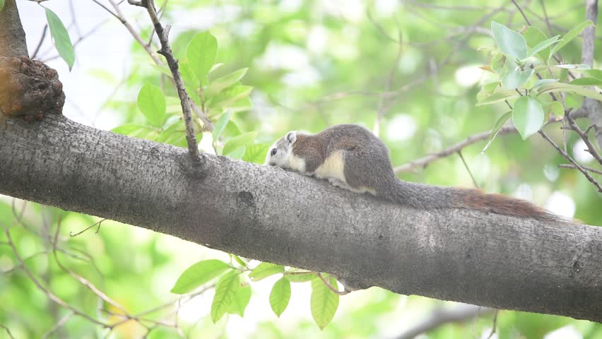 Squirrel is mammal animal and member of the family Sciuridae brown color on a tree in the nature wild