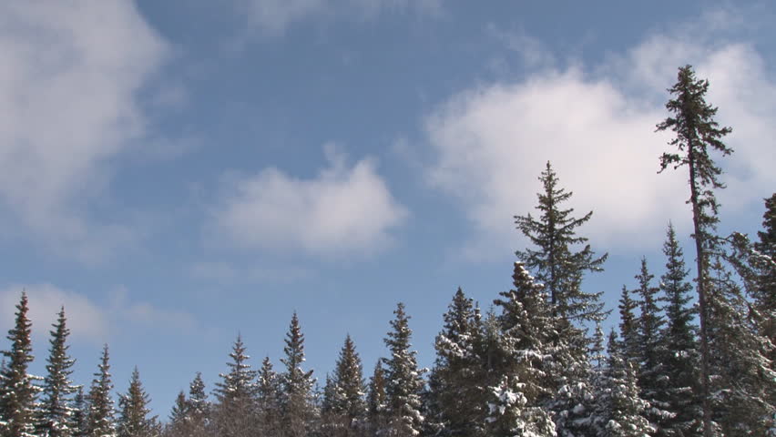 Real-time clouds move over a snow-enhanced spruce forest.