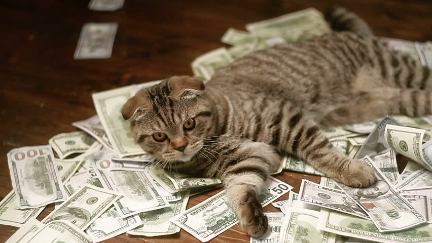 The Cat and Money Stock Footage Video 