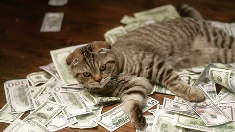 The cat and money