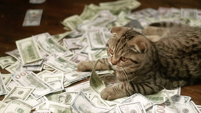 money and cat
