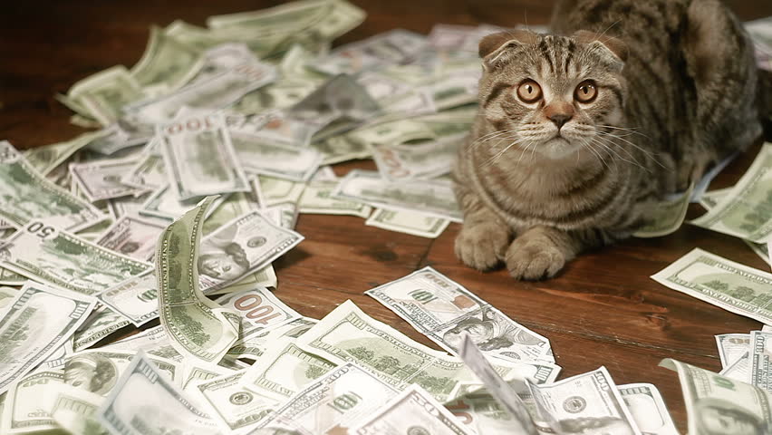 money and cat