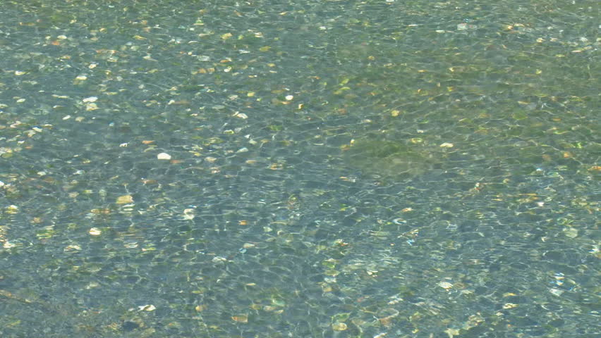 Several spawning sockeye salmon swimming smoothly in a sanguine stream