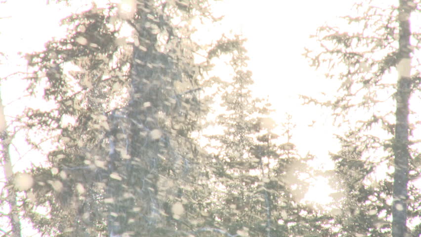 Sunlit snow flurry blurred and overexposed against a backlit forest becomes a