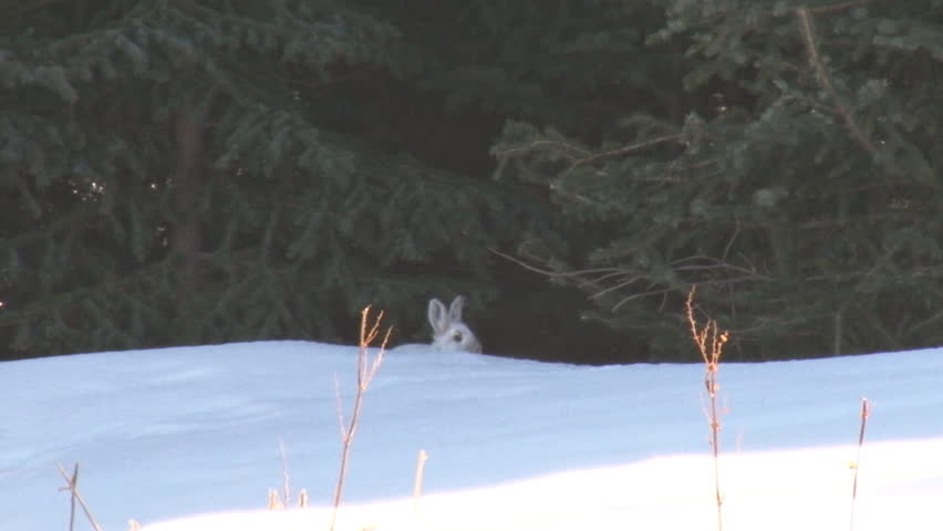 Snowshoe hare in snow, reaches up to bite a spruce tree, then dashes off.