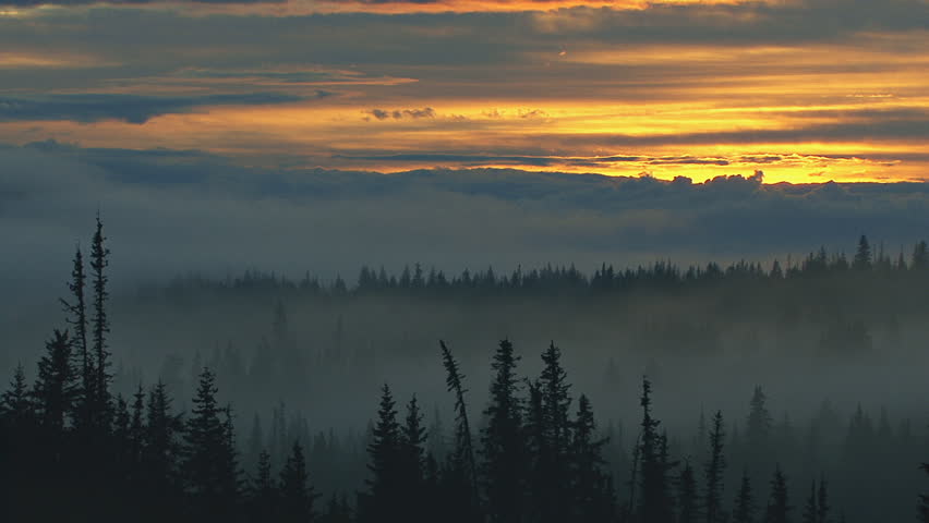 Subtle sunset over spooky misty Alaskan forest. Real time.