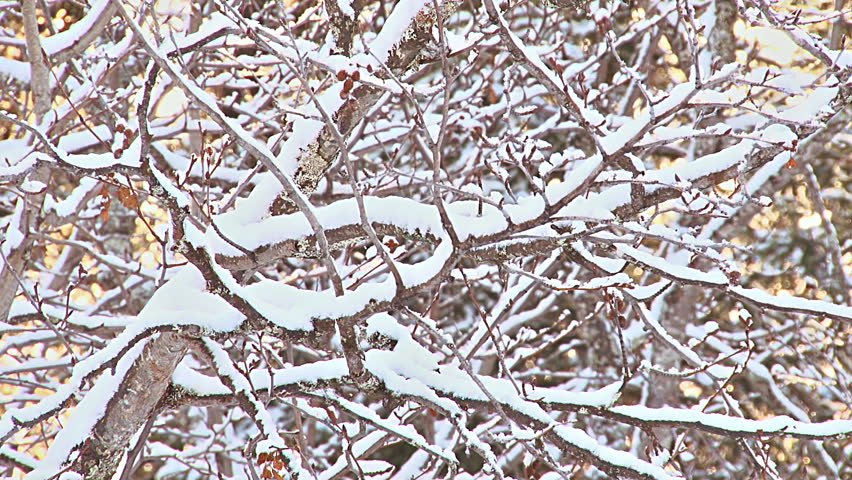 Snowy alder branches in a pattern